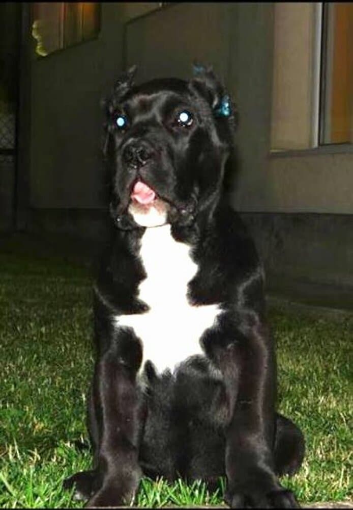 KIMBA DE BREVIERCAN 1