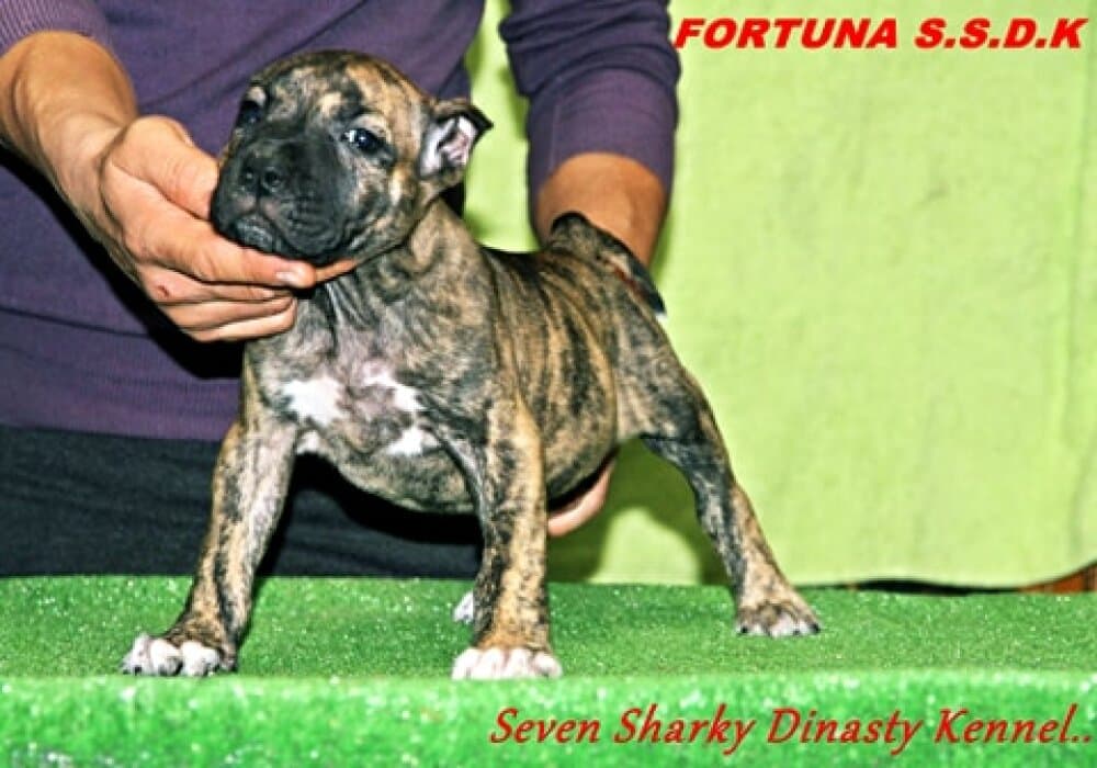 FORTUNA OF SEVEN SHARKY DINASTY 1