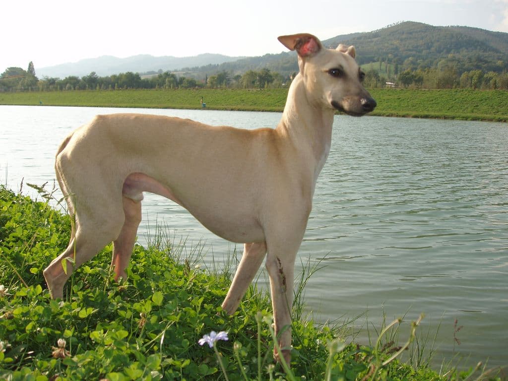 Dakota Des Amours D'Achka 1