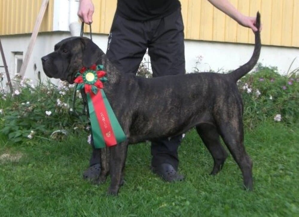 NINKI DE BARNACAN BULL 1