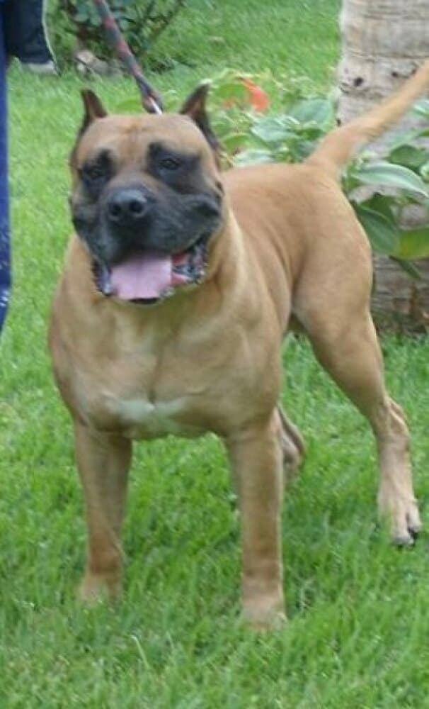 BULLY DE EL CALABAZO 1