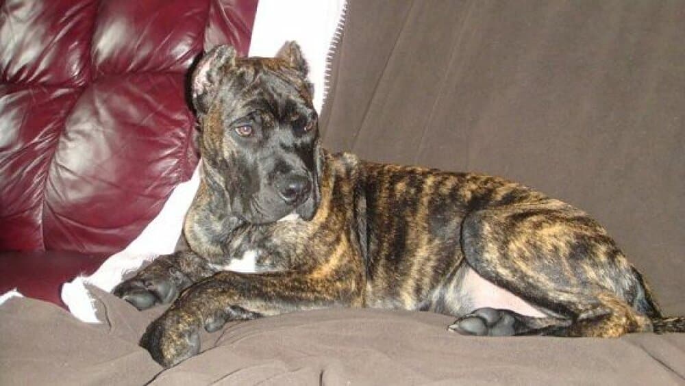WINSTON DE LEXA ESTATE GUARDIAN 1