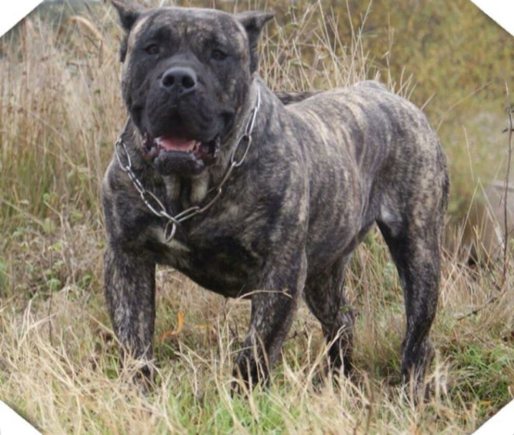 ARIKA DE BARNACAN BULL 1