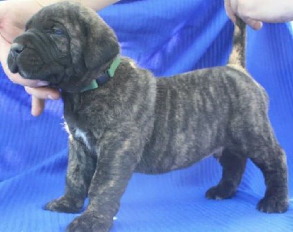 BOSS BULL CANARIO TROY 1