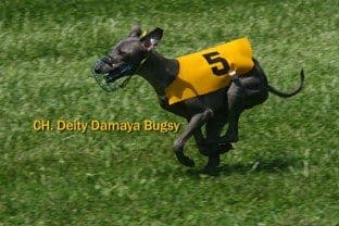 Deity Damaya Bugsy 1