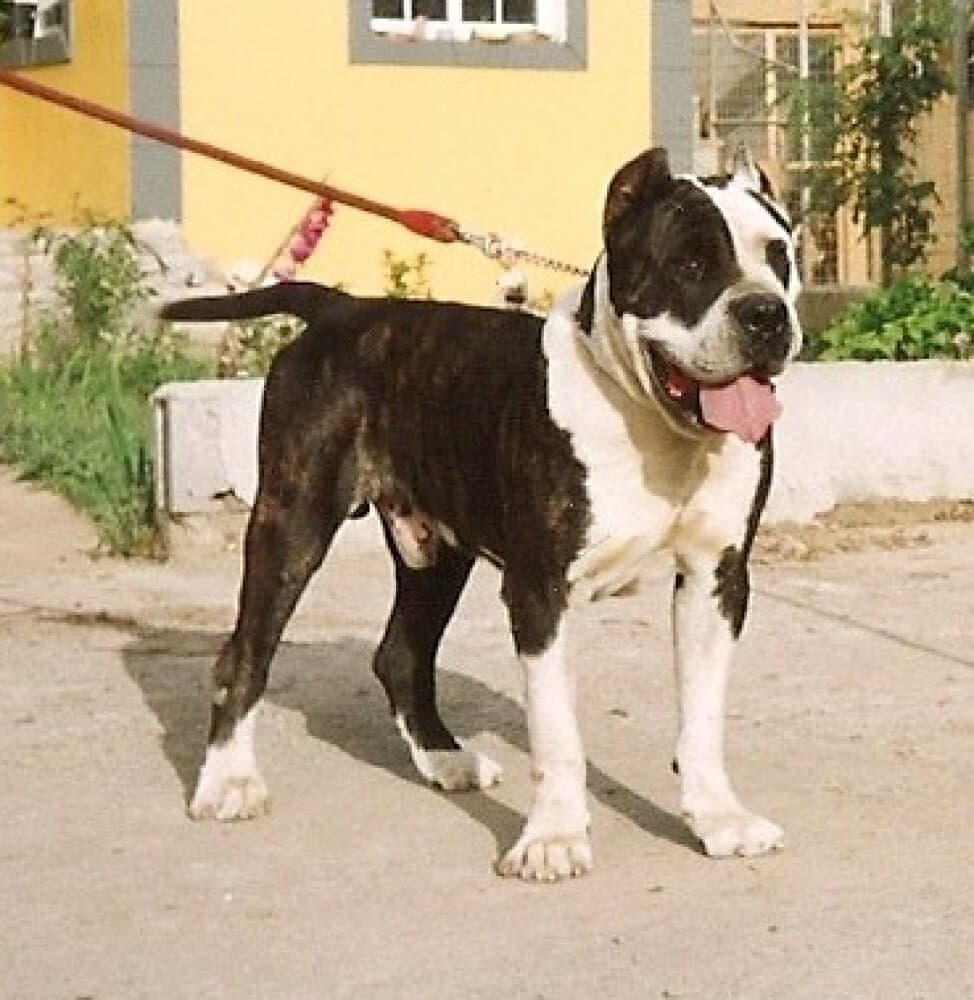 MORGAN DE IREMA CURTO 1