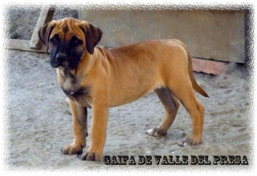 GAIFA DE VALLE DEL PRESA 1