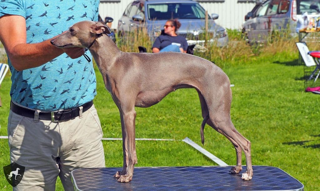 Dogcastle's Aurora 1