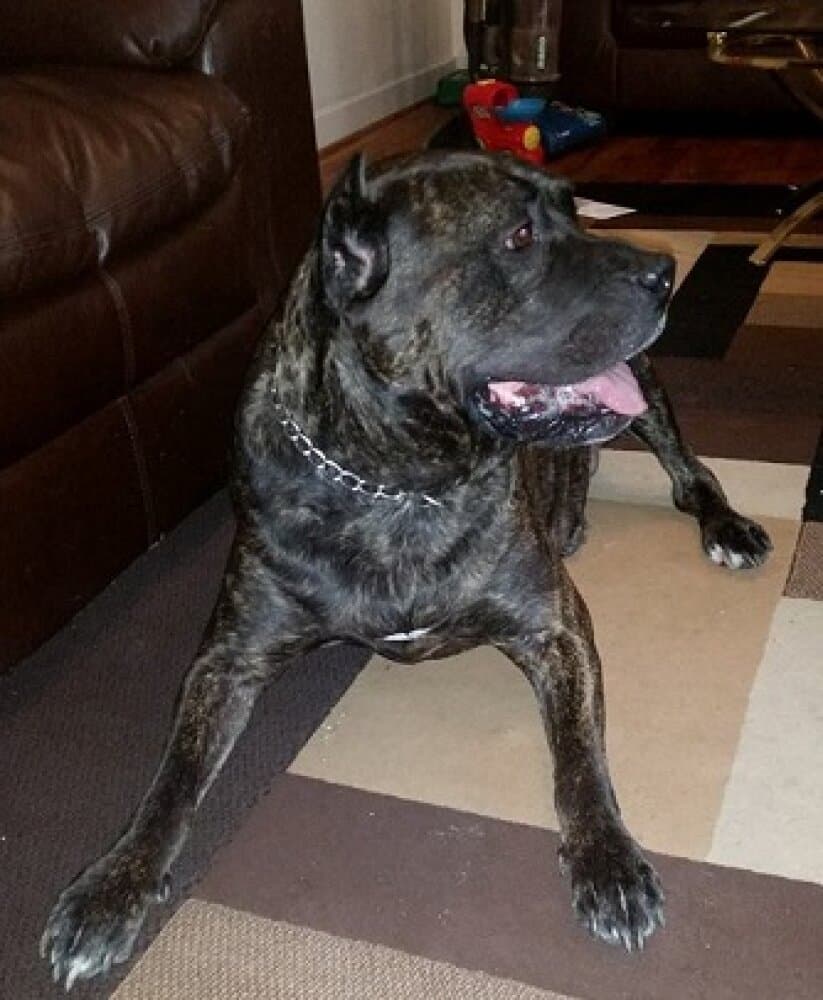 BRUTUS DEL RIVER CITY 1