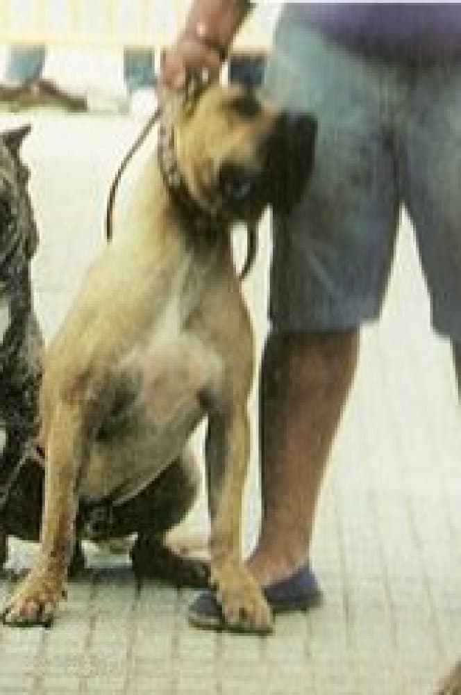 CANELO DE GODOY 1