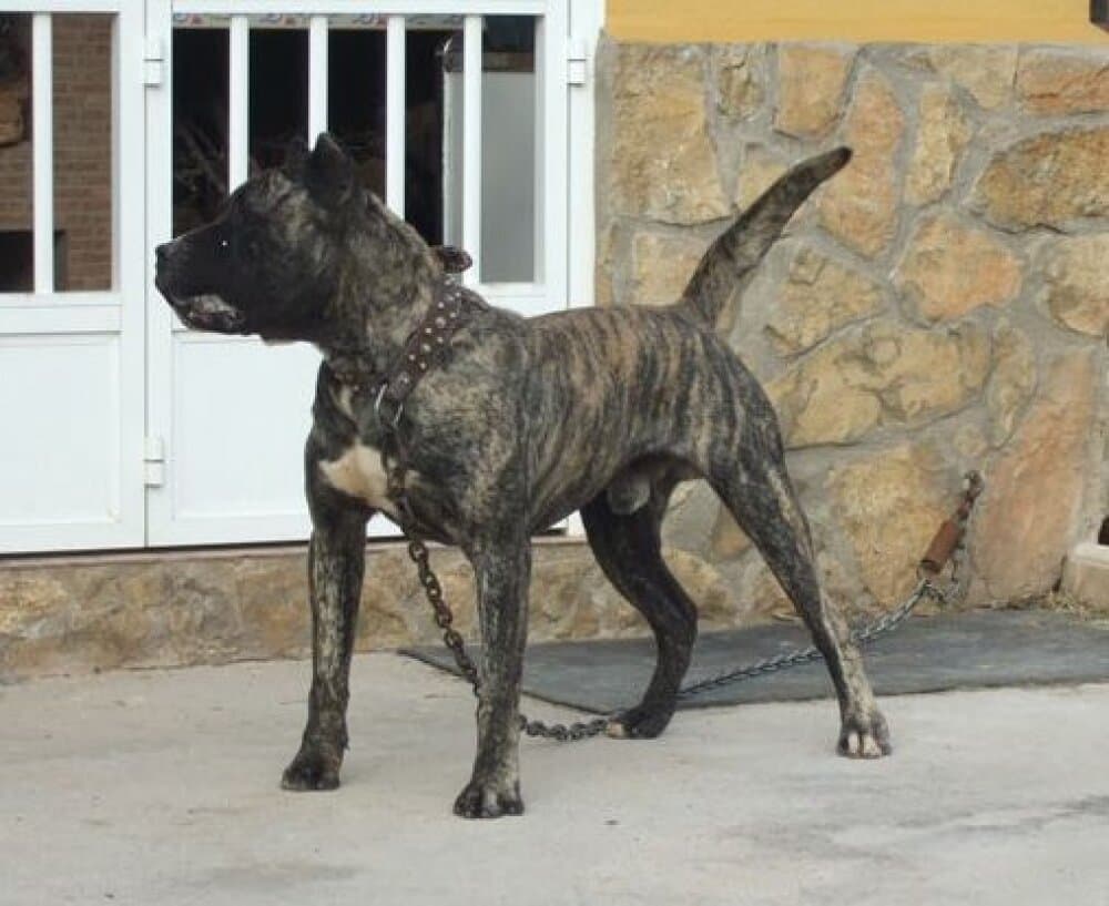 OSO DE LA DONACIO 1