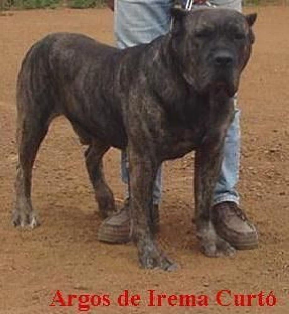 Argos de Irema Curtó 1