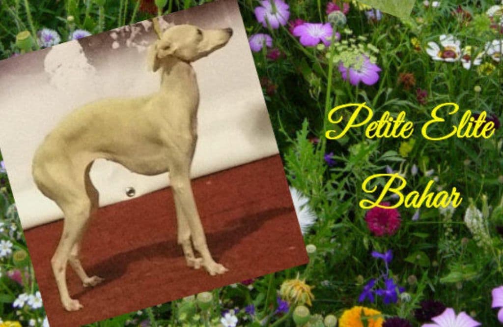 Petite Elite Bahar 1