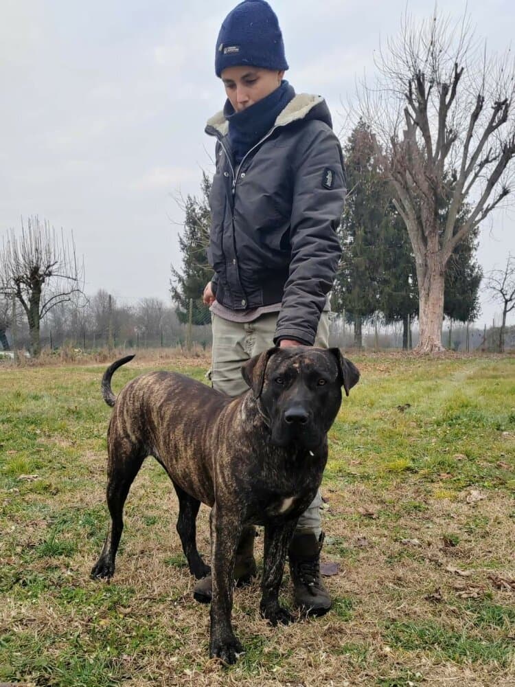 XENA DE BELLIGOLI 1