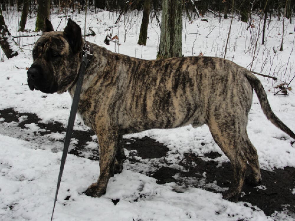BOSS BULL CANARIO TITO 1