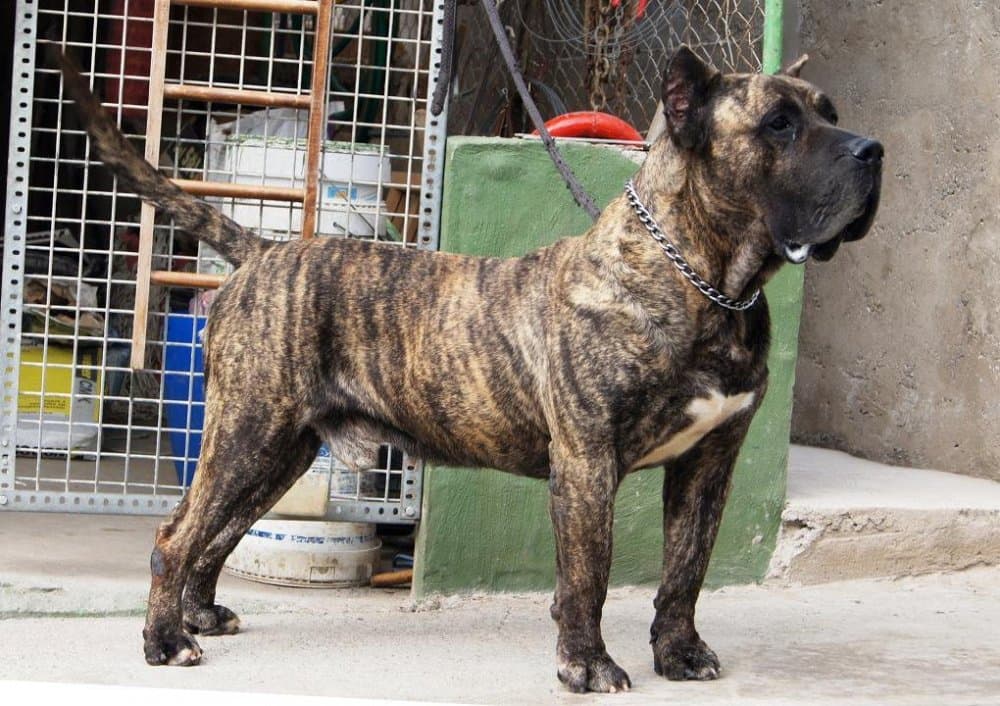 BRONCO DE LA JACHA (CROM) 1