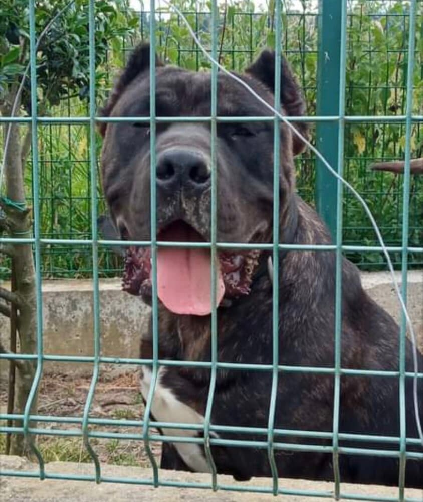 PANTERA DE CANCERBEROS KENNEL 1