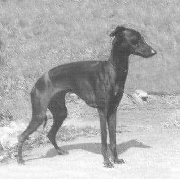 Sobers Diana 1