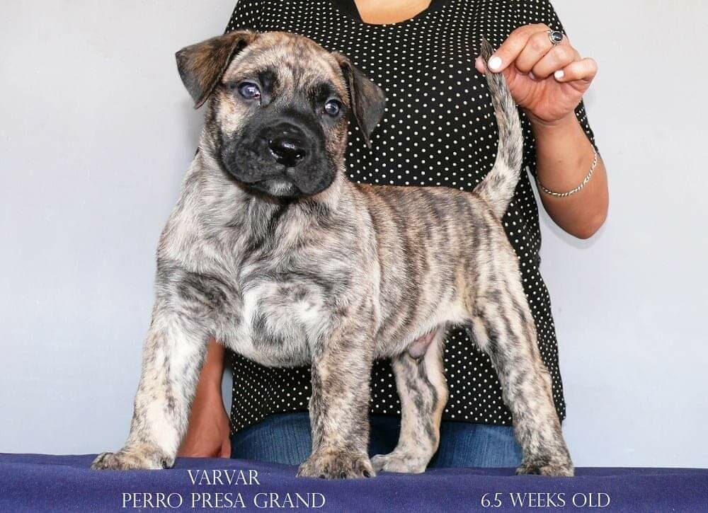 VARVAR PERRO PRESA GRAND 1