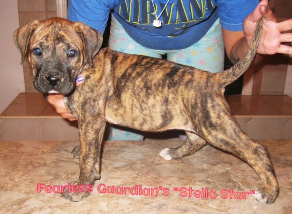 FEARLESS GUARDIAN'S STELLA STAR 1