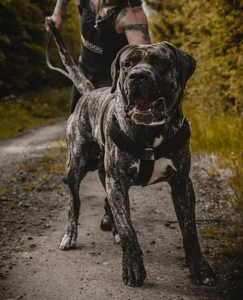 PRIMO EL AUTENTICO CANARIO 1