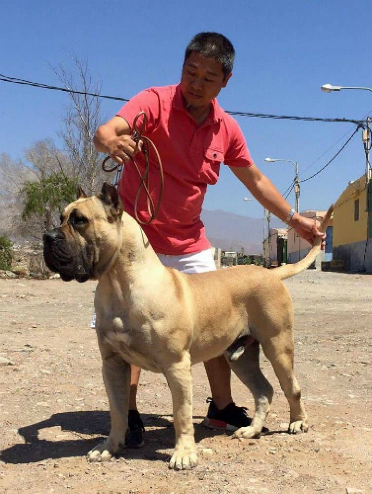 ARNOLD DE HORNOS DE CAL 1
