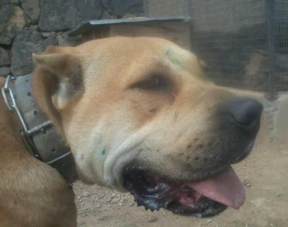 COLOMBIA DE PERRO DE LA TIERRA* 1