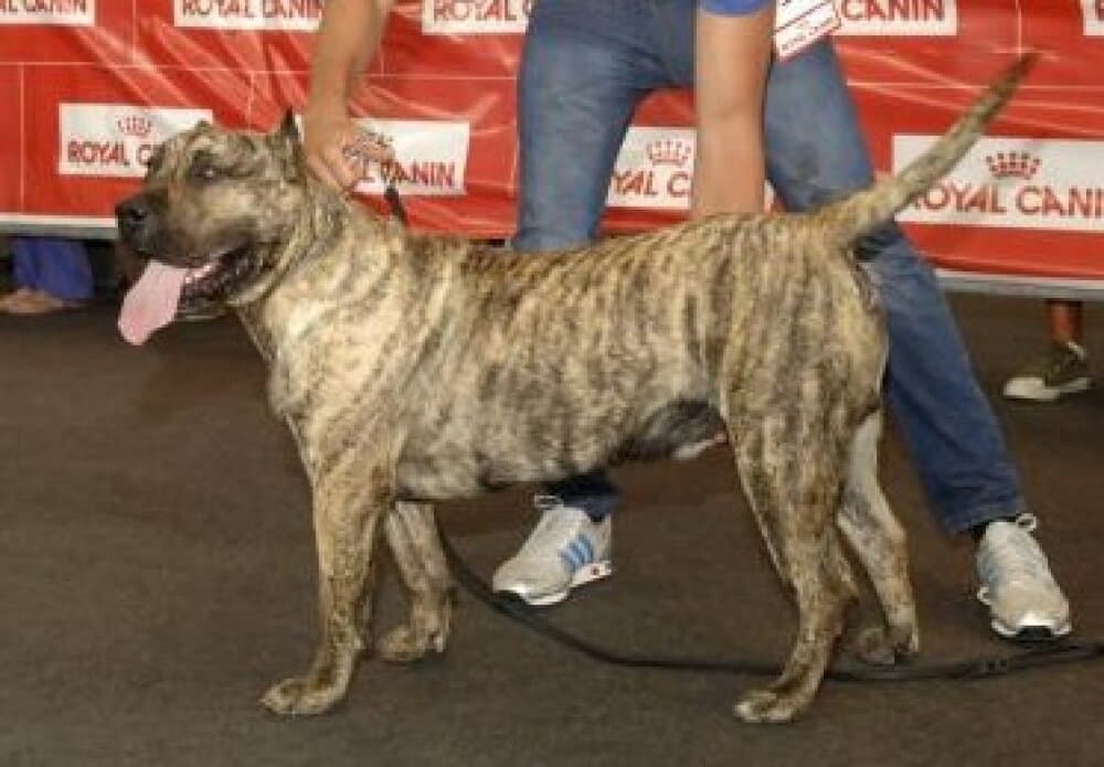 GATTY DE BREVIERCAN 1