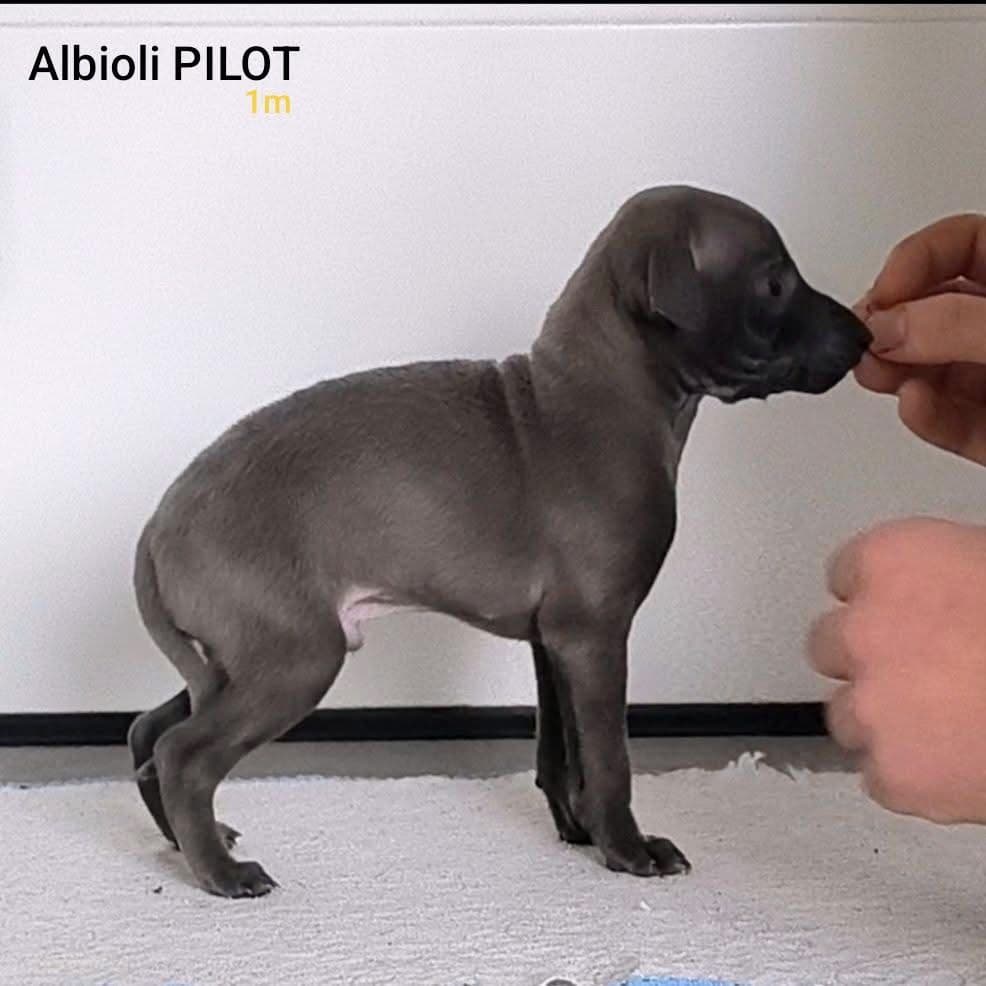 Albioli Pilot 1