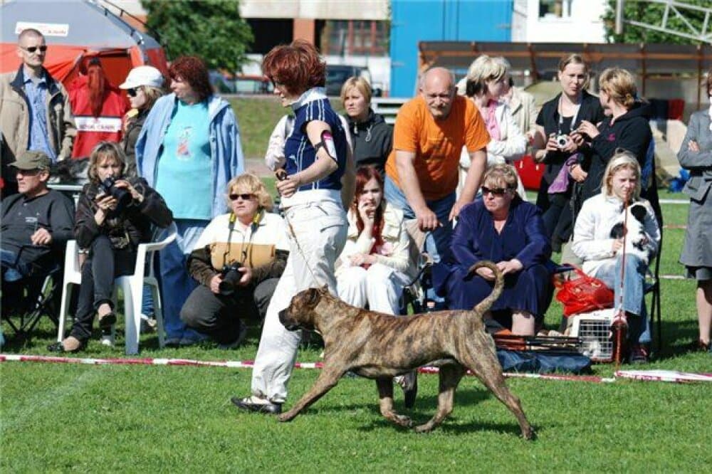 RINOA BALUARTE DE LOS PERROS 1