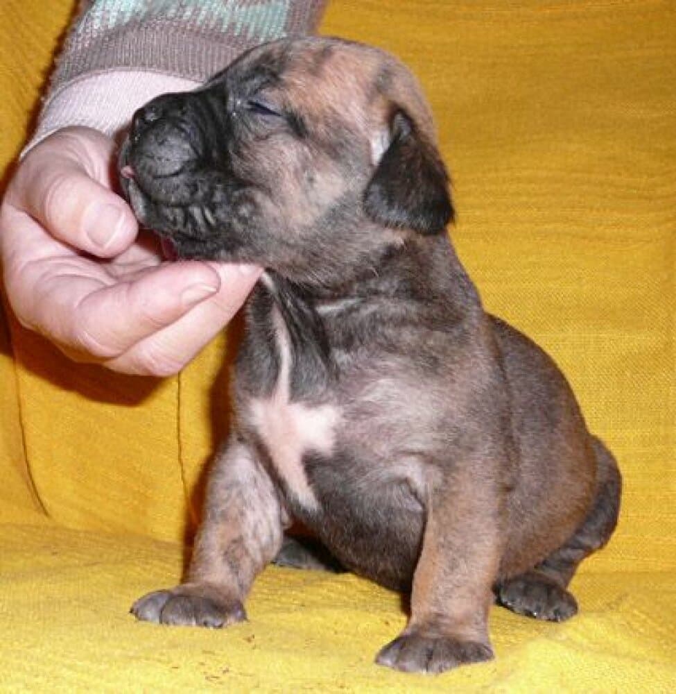 BOXO VALACHIADOG 1