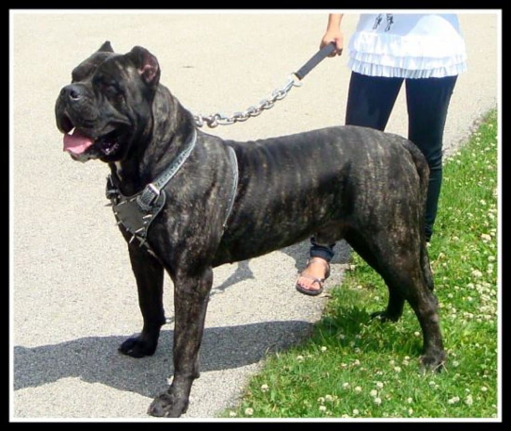 BEARCLAW'S BRUTUS 1