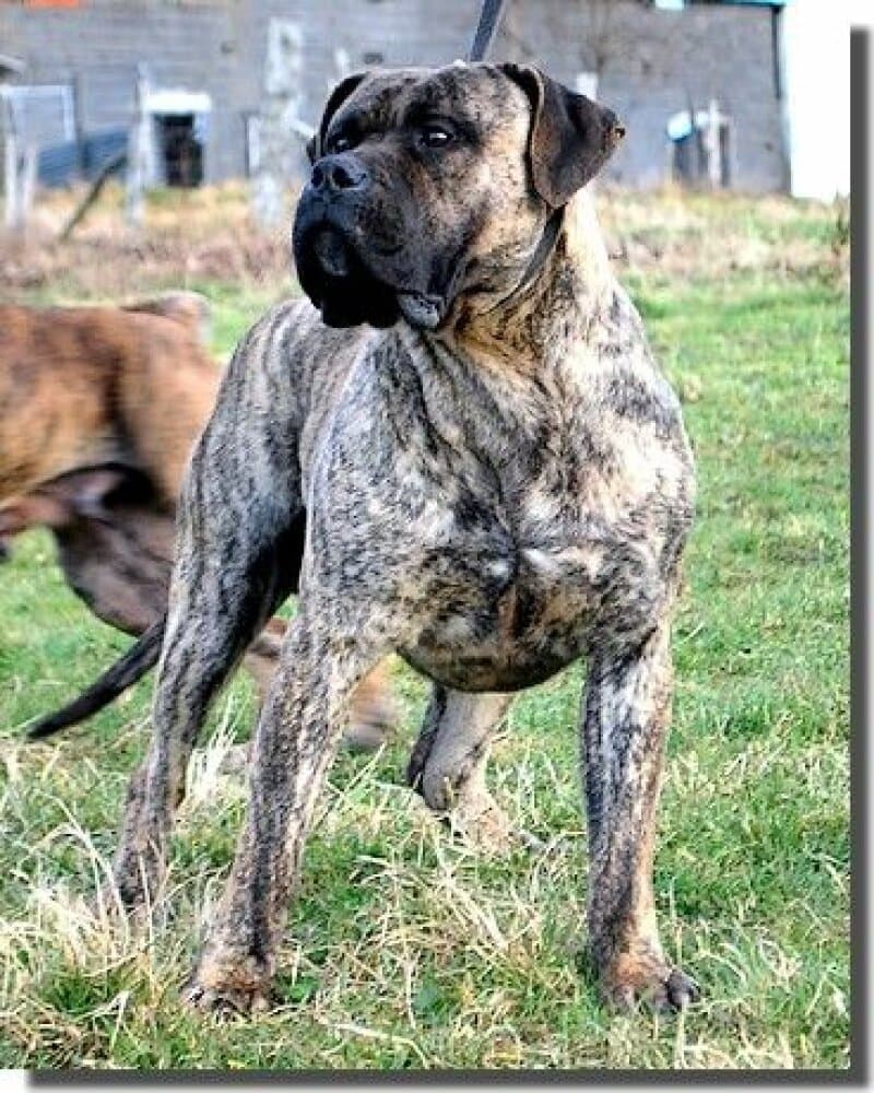 RISCO AT FLOJULE BALUARTE DE LOS PERROS 1