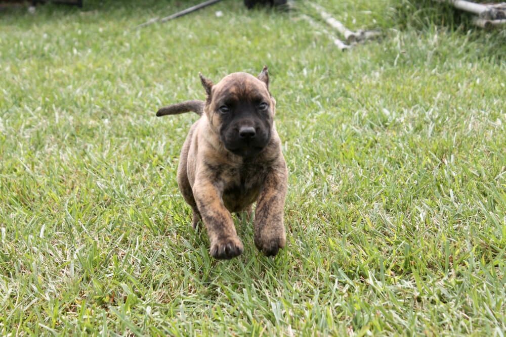 HONEY B DE TOLEDO PRESA 1