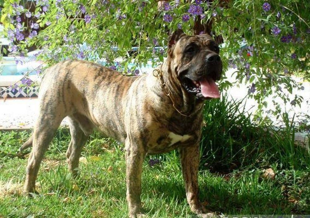 CONAN DE ATLANTIDA CAN 1