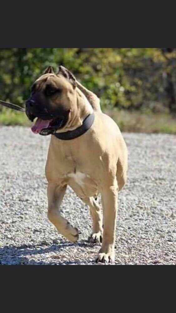 MID AMERICA K9 PAISLEY 1