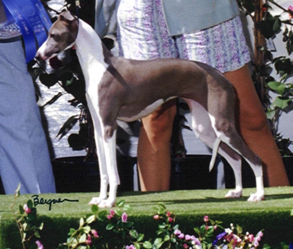 Vogue's Material Girl 1