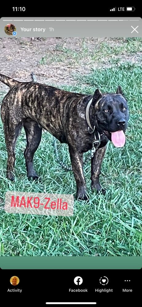 MAK9-LITTLE ZELLA 1