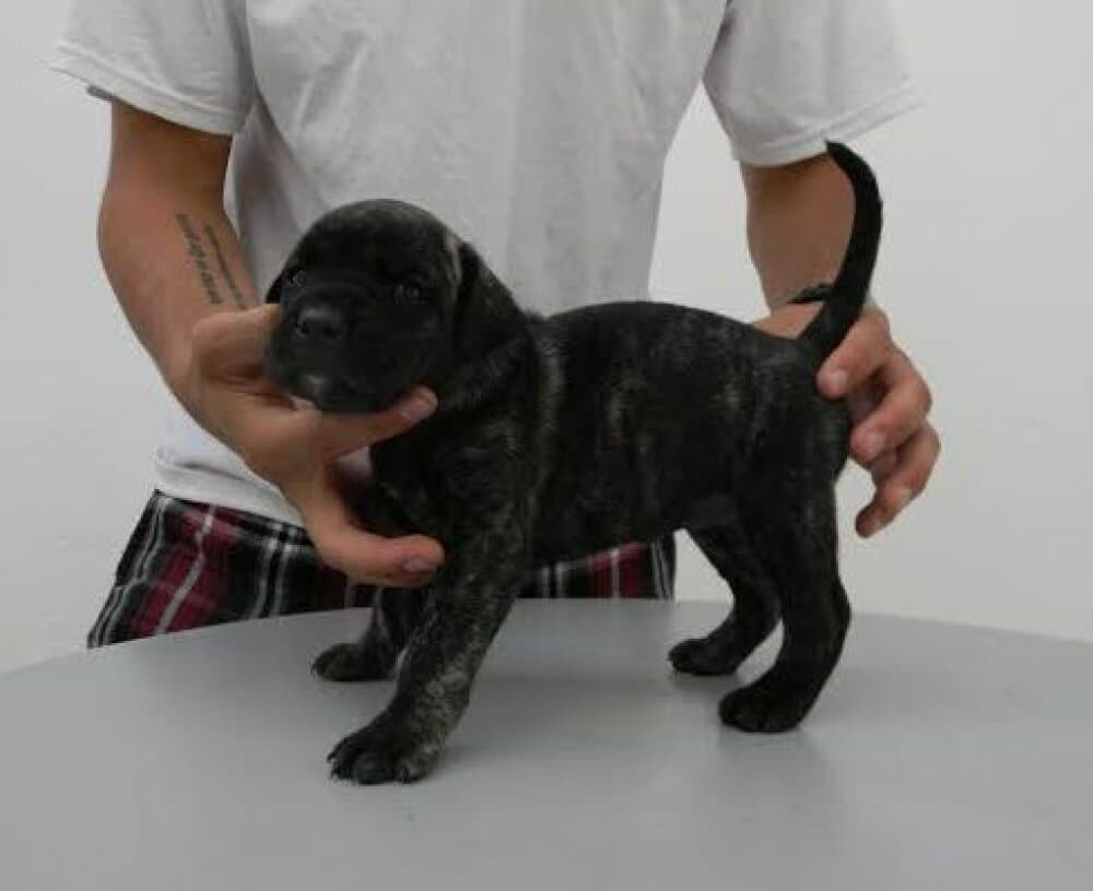 BELLA KONA DE PEYRE KENNELS 1