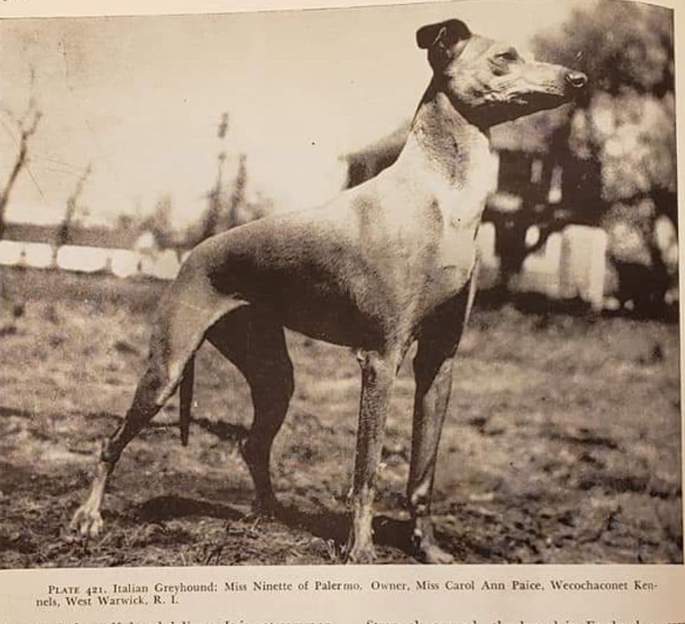 Miss Ninette Of Palermo 1
