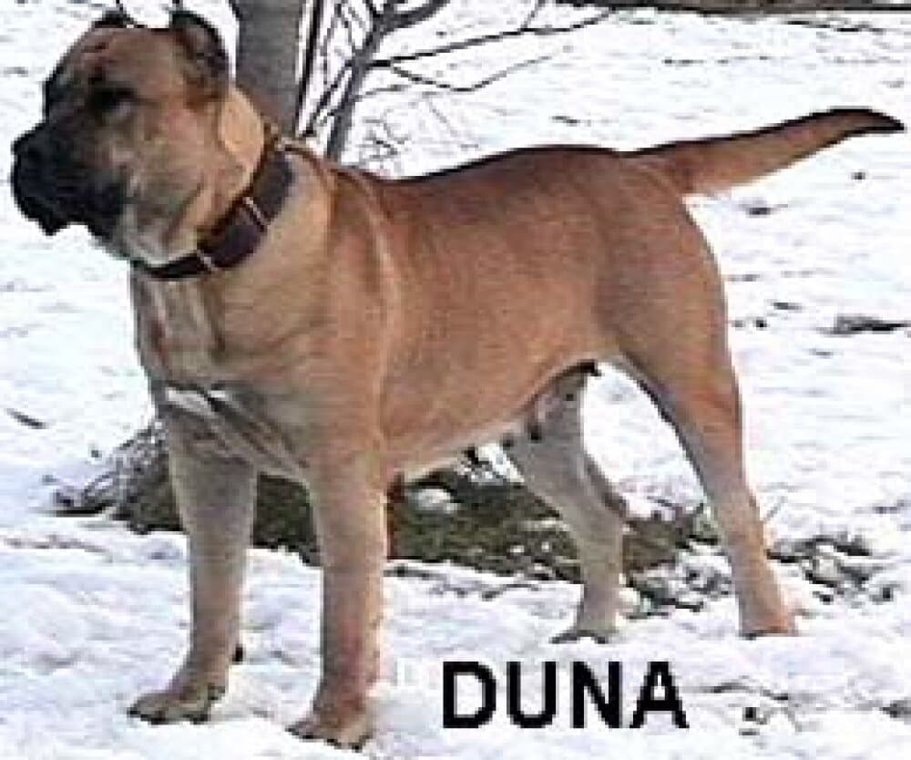 DUNA DE LEON PENATE OF RED STAR 1