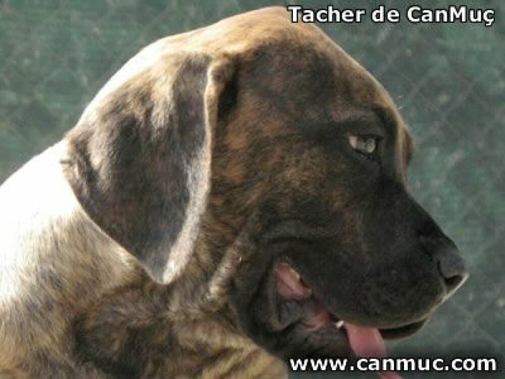 TACHER DE CANMUC 1