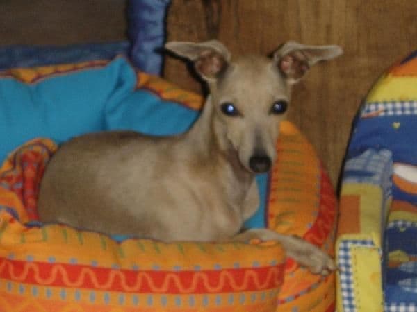 Bella Donna De La Roche Hue 1