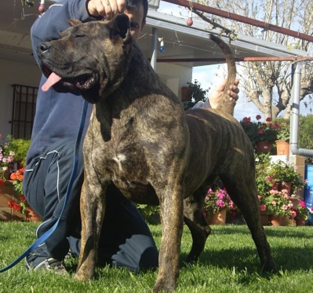NUCA II DE BARNACAN BULL 1