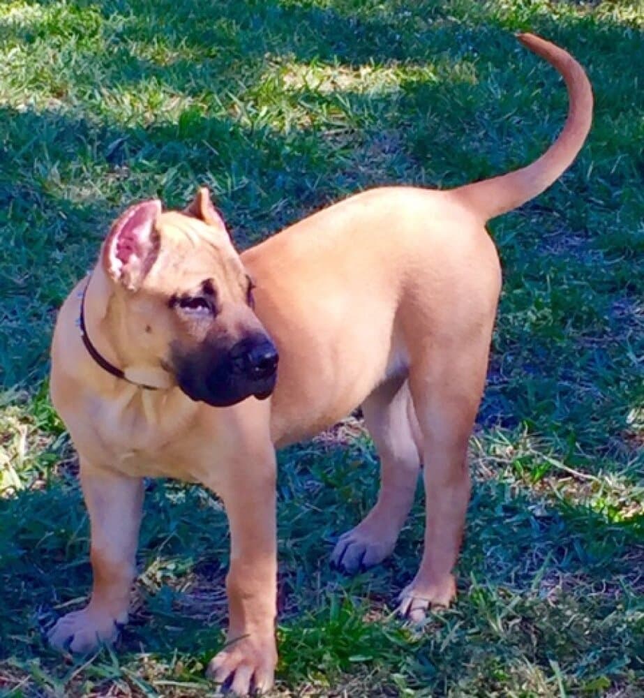 RUBIA DE BARNACAN BULL 1