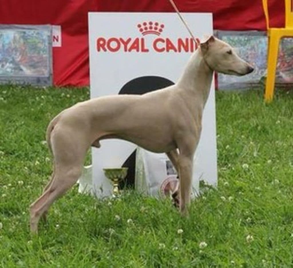 House Of Hounds Aston Martin 1