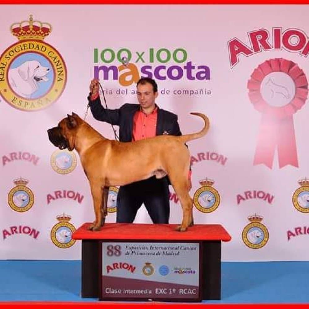 ANCOR DE GAROEBULLDOG 1