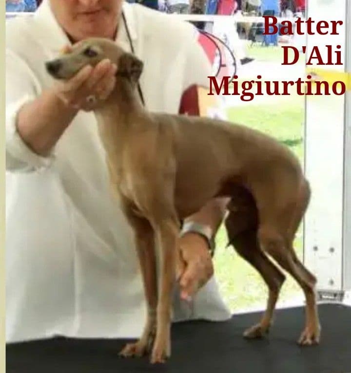 Batter D'Ali Migiurtino 1