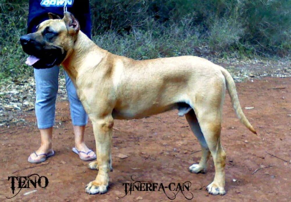 TENO DE TINERFA-CAN 1