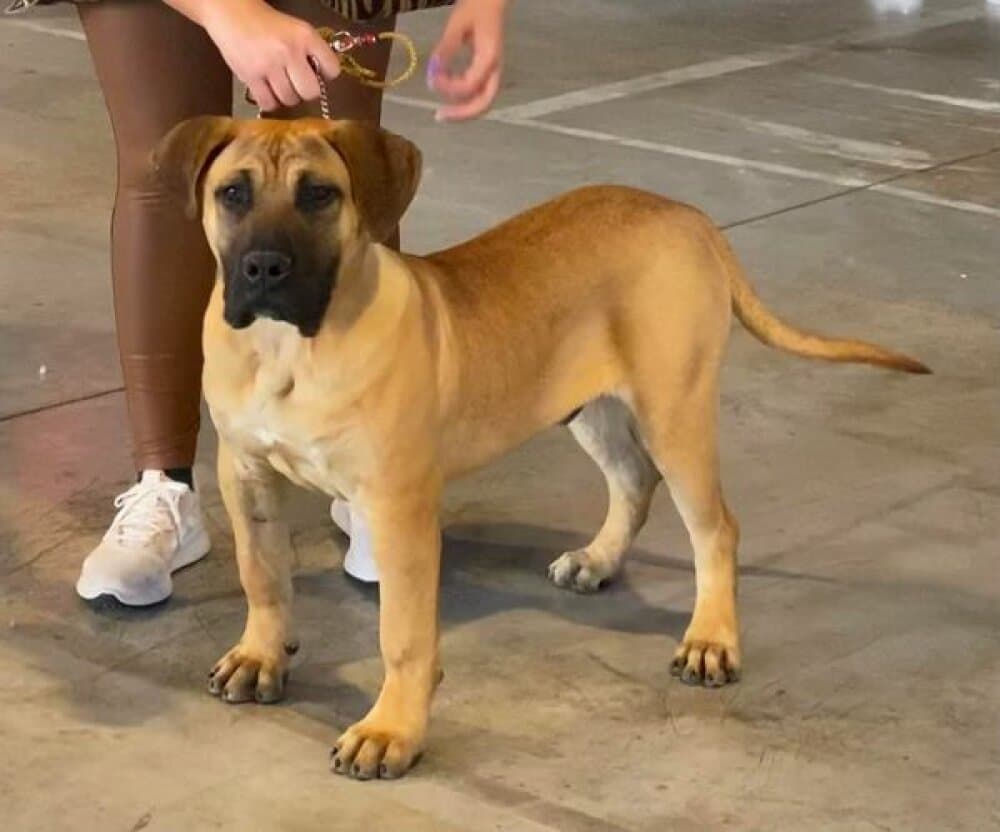 LEON DE GUADALCAN 1
